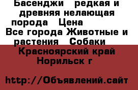 Басенджи - редкая и древняя нелающая порода › Цена ­ 50 000 - Все города Животные и растения » Собаки   . Красноярский край,Норильск г.